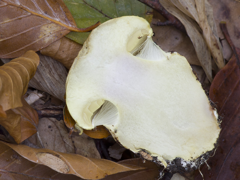 Cortinarius elegantissimus